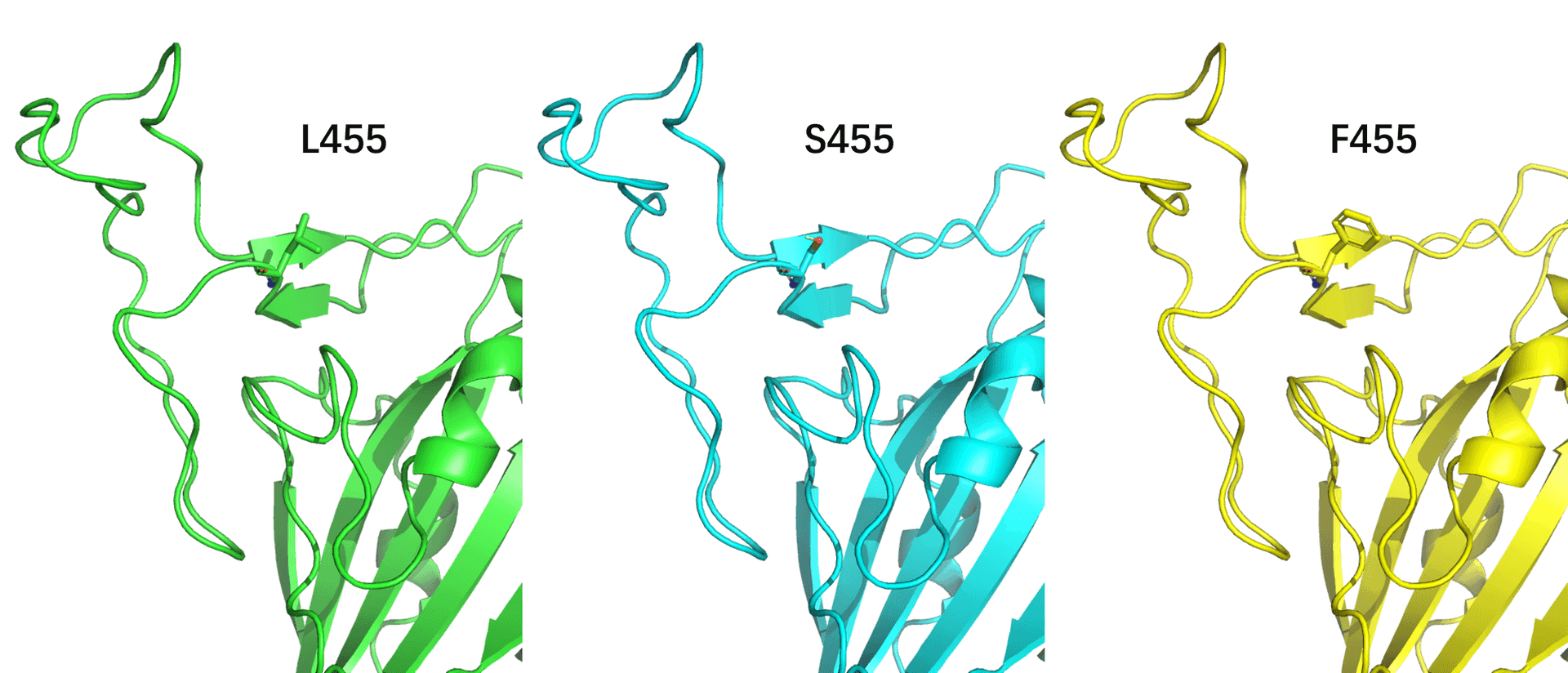 Mutation L455S