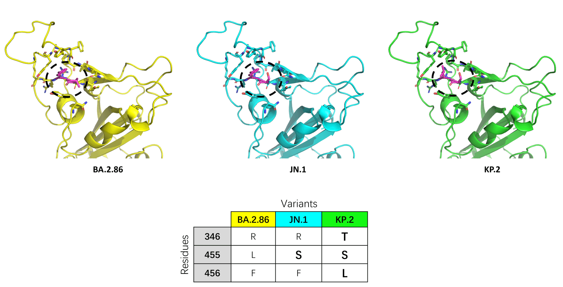 Mutation L455S